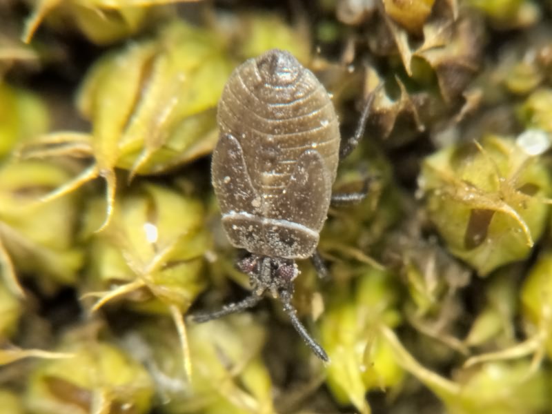 Acalypta Westwood, 1840